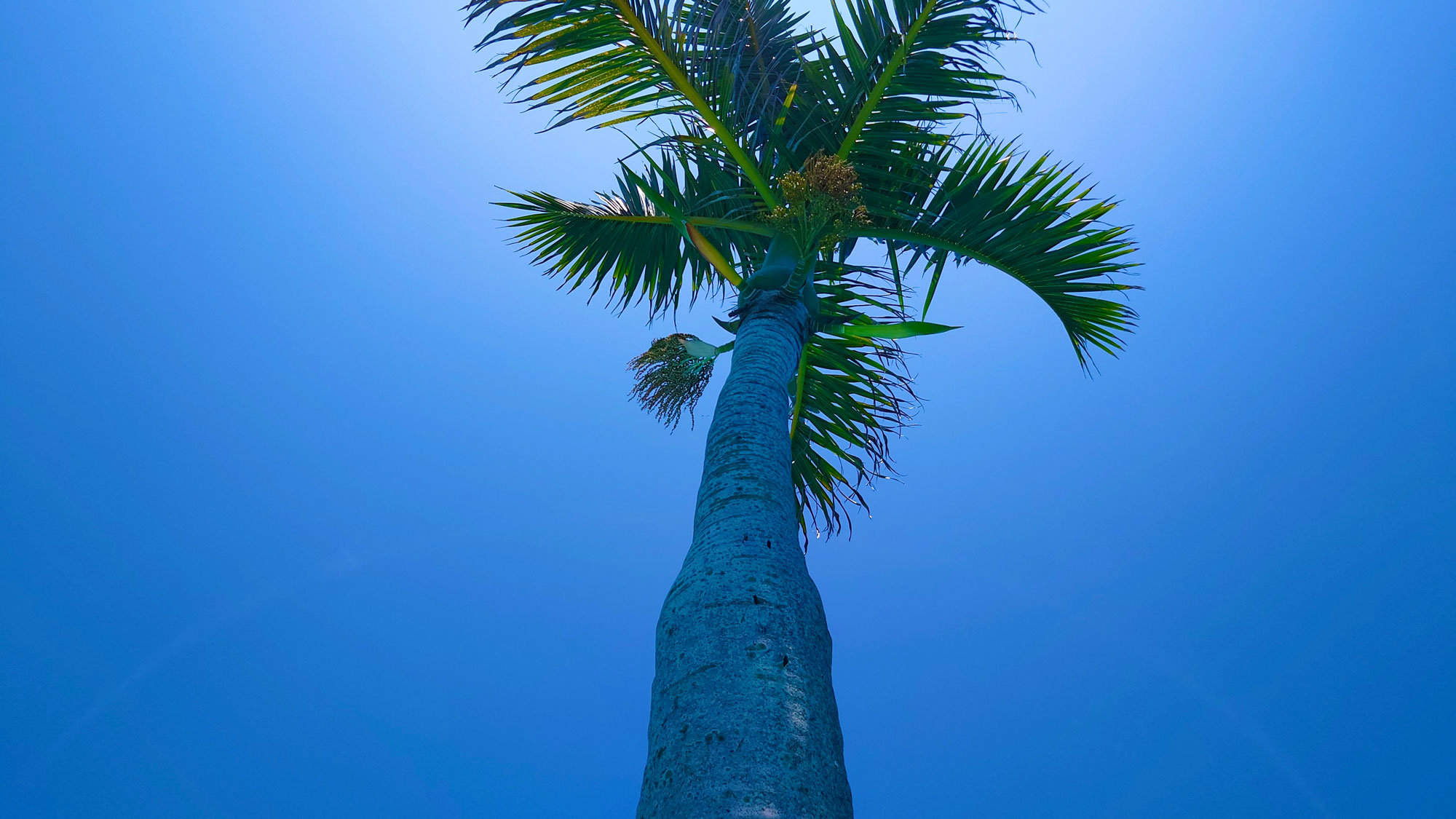 見上げたヤシの木と青空